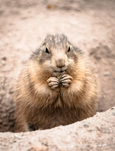 Porco-terrestre — Fotografia de Stock