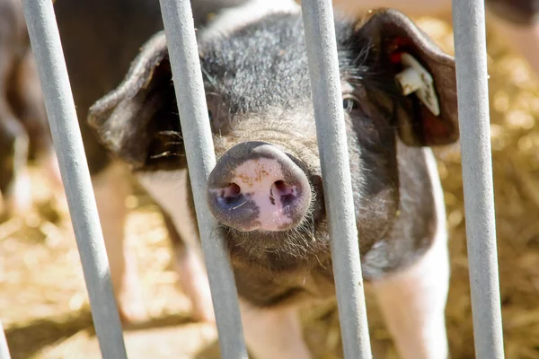 Cerdito. — Foto de Stock