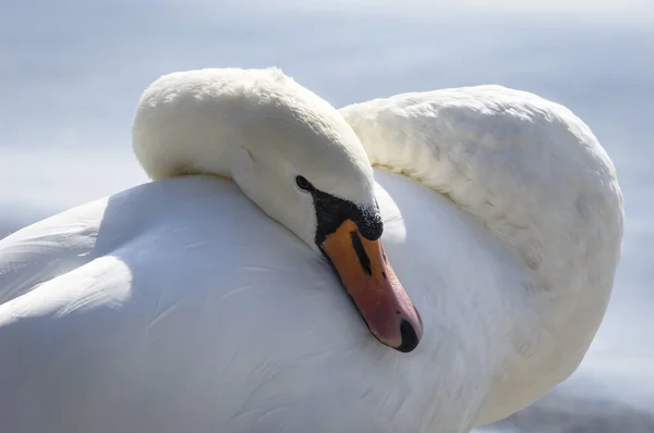 Hermoso cisne blanco —  Fotos de Stock