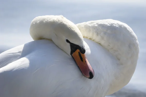 Hermoso cisne blanco — Foto de Stock