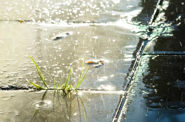 Rain — Stock Photo, Image