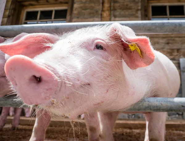 Ferkel — Stockfoto