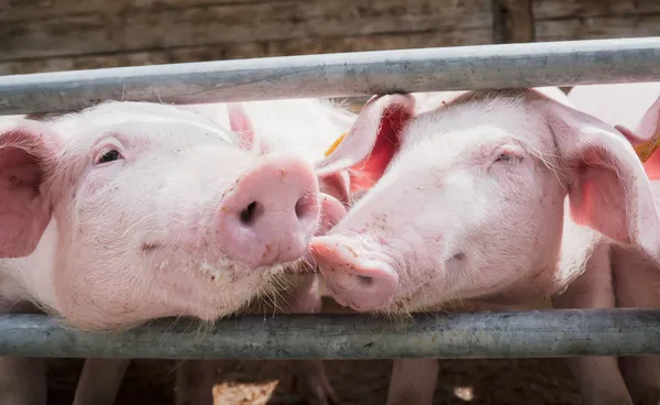 Varkens — Stockfoto