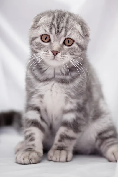 Katzen — Stockfoto