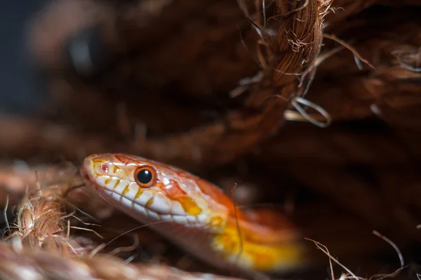 Serpente — Fotografia de Stock