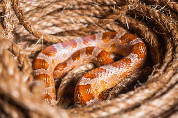 Serpente — Fotografia de Stock