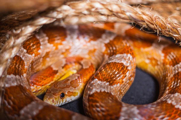 Serpiente — Foto de Stock