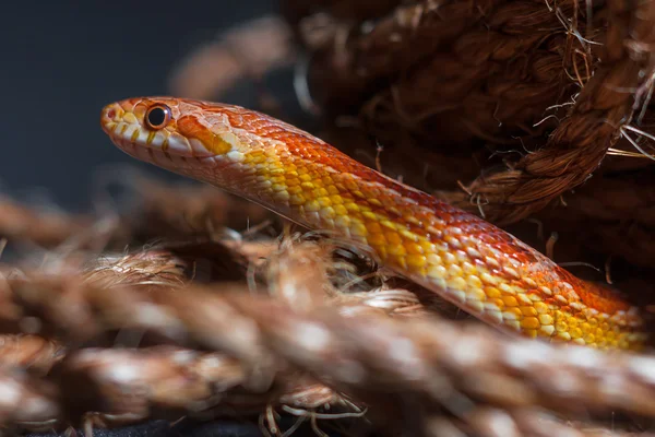 Serpente — Fotografia de Stock