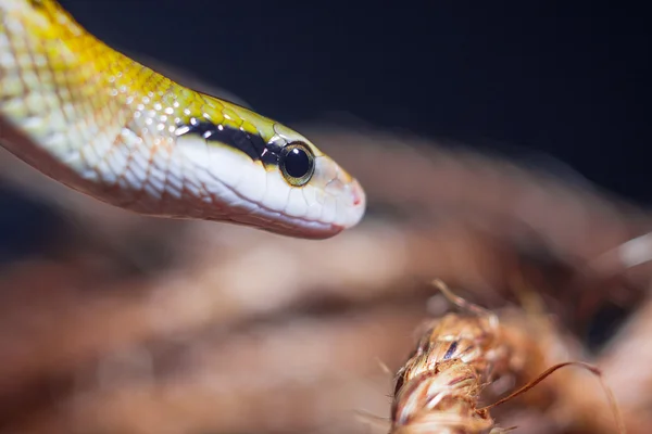 Serpente — Fotografia de Stock