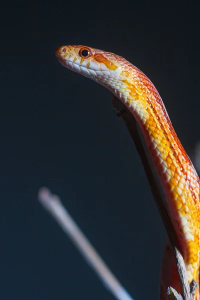 Serpente — Fotografia de Stock