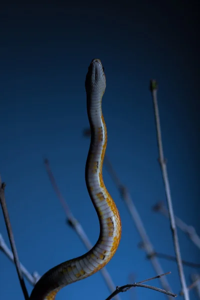 Serpiente —  Fotos de Stock