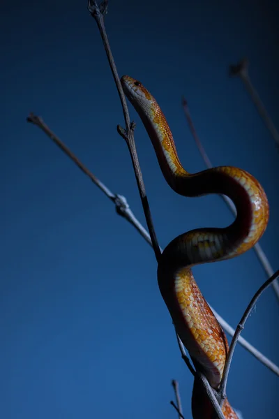 Yılan — Stok fotoğraf