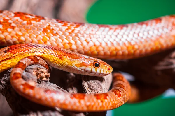 Serpente — Fotografia de Stock