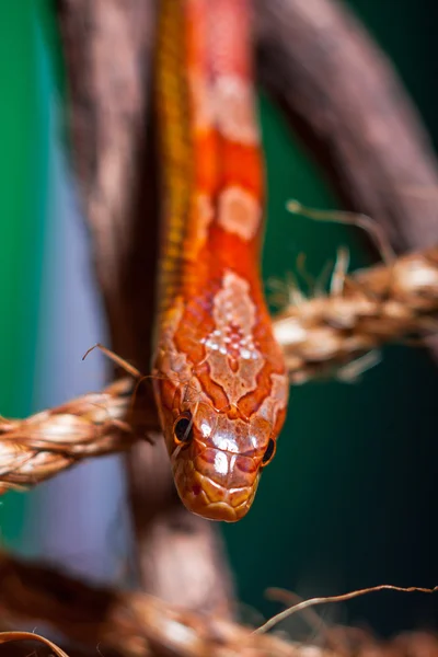 Schlange — Stockfoto