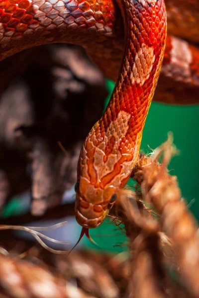 Yılan — Stok fotoğraf