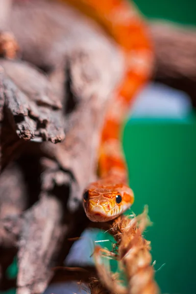 Serpente — Fotografia de Stock