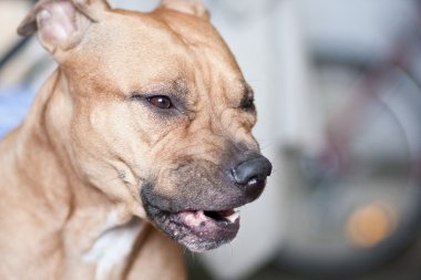 Köpekler