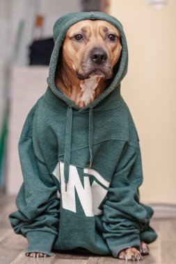 Köpekler