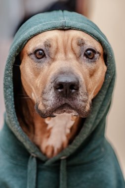 Köpekler