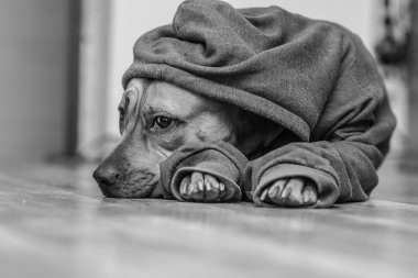 Köpekler