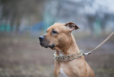 Köpekler