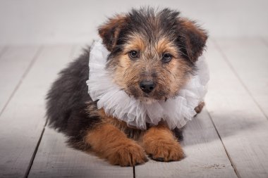 Köpekler
