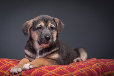 Köpekler