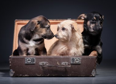 Köpekler
