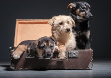Köpekler