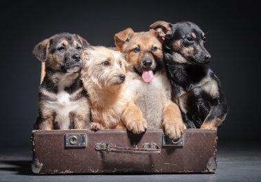 Köpekler