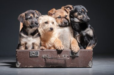 Köpekler