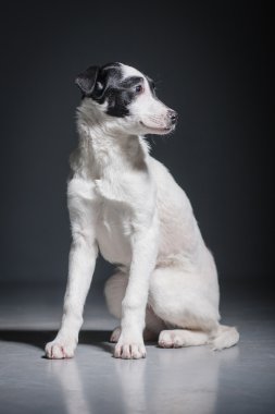 Köpekler