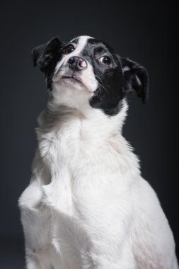 Köpekler