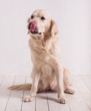 Köpekler