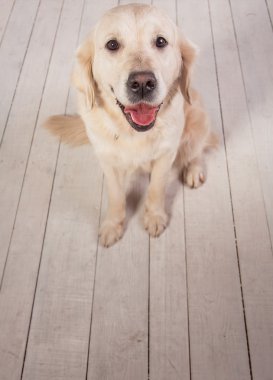 Köpekler