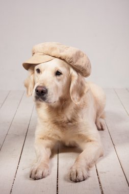 Köpekler