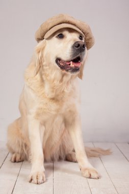 Köpekler