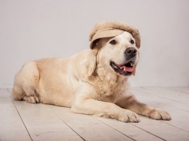 Köpekler