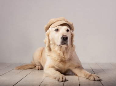 Köpekler