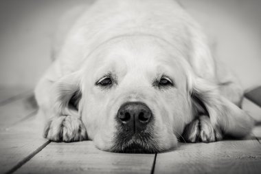 Köpekler