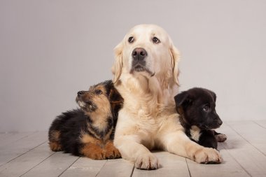 Köpekler