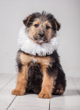 Köpekler