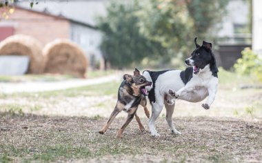 Köpekler