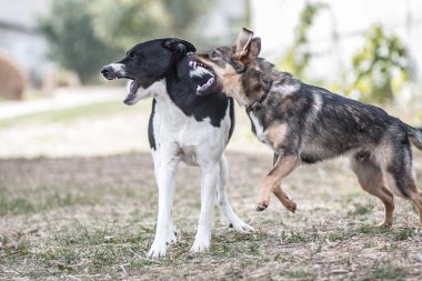 Köpekler