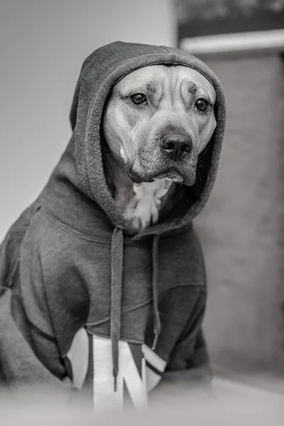 犬 — ストック写真