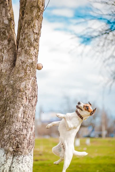 Dogs — Stock Photo, Image