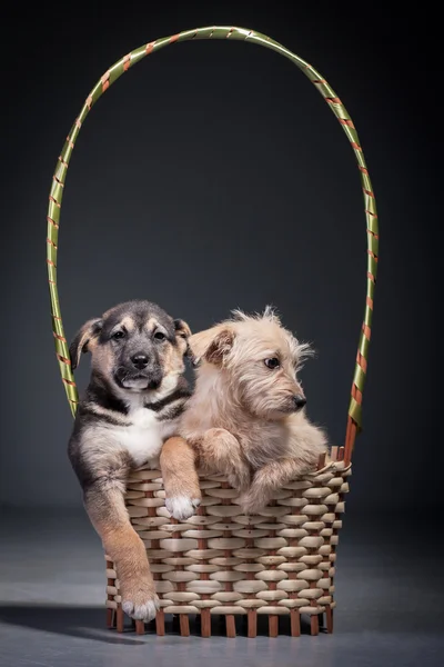 Cães — Fotografia de Stock