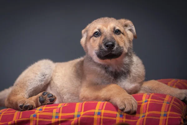 Dogs — Stock Photo, Image