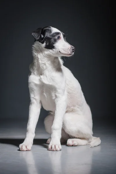 Cães — Fotografia de Stock