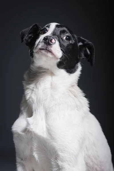 Cães — Fotografia de Stock